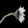 Wildflower International logo